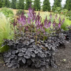 Prachtspiere 'Dark Side of the Moon'® - Dunkles Laub, helle Blüten