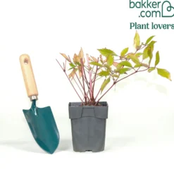 Prachtspiere Erika - Rosa Blütenwolke im Schatten