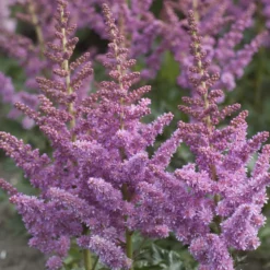 Prachtspiere ‘Little Vision in Purple’® - Sommerblüten im Halbschatten