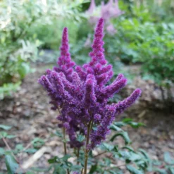 Prachtspiere ‘Little Vision in Purple’® - Sommerblüten im Halbschatten