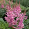 Prachtspiere ‘Little Vision in Pink’® - Rosa Blüten im Halbschatten