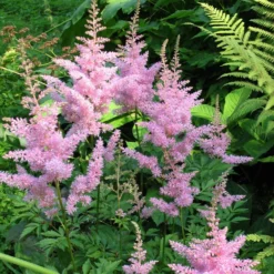 Prachtspiere New Wave (x3) - Rosa Blütenpracht im Schatten