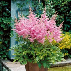 Prachtspiere New Wave (x3) - Rosa Blütenpracht im Schatten