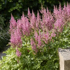 Prachtspiere ‘Rheinland’ - Rosa Blütenwolken im Schatten