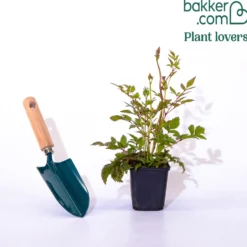 Prachtspiere ‘Rheinland’ - Rosa Blütenwolken im Schatten