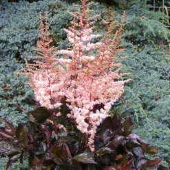 Prachtspiere Spotlight - Farbe für Ihren Schatten