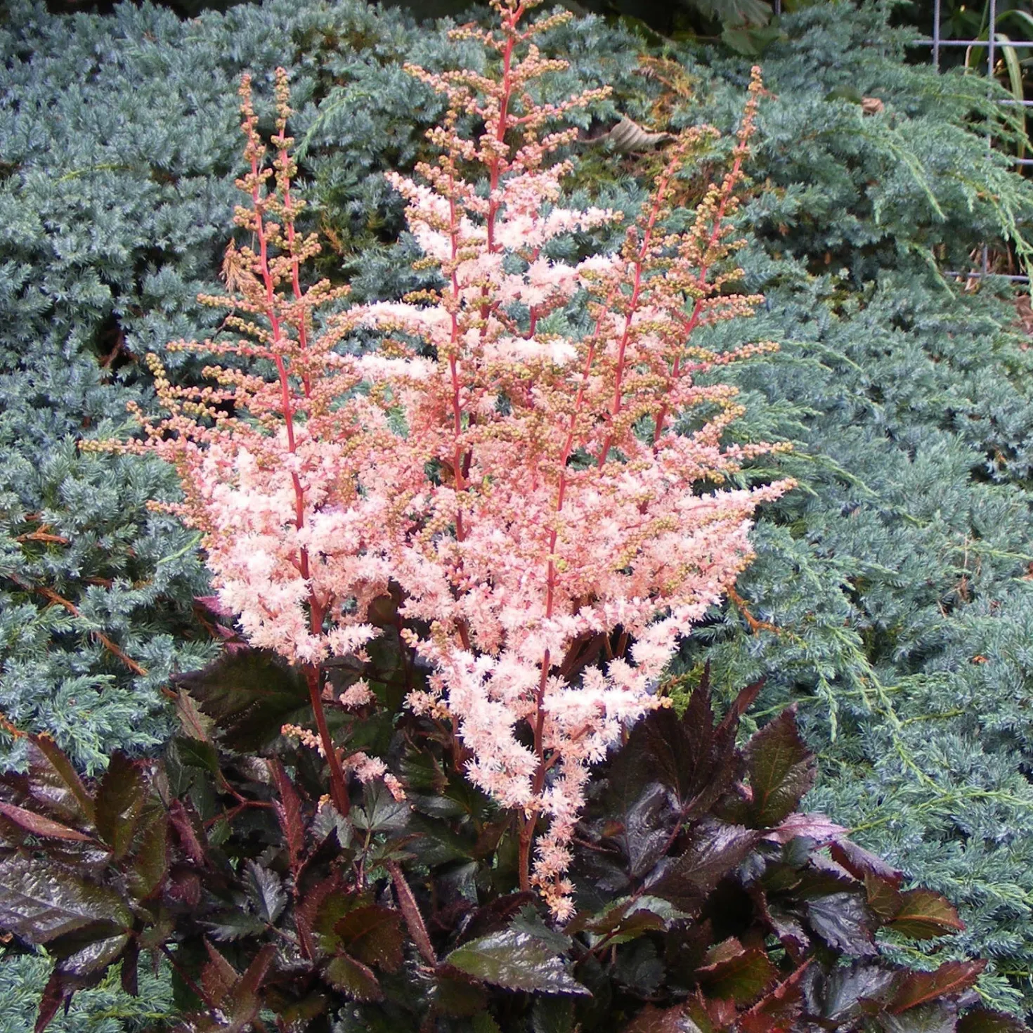 Prachtspiere Spotlight - Farbe für Ihren Schatten