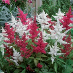 Prachtspiere (x2) - Farbe im Schatten leicht