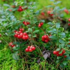 Preiselbeere Miss Cherry ® - Rote Beeren, das ganze Jahr grün
