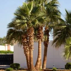 Priesterpalme - Urlaubsfeeling im eigenen Garten