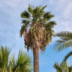 Priesterpalme - Urlaubsfeeling im eigenen Garten