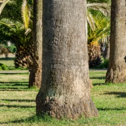Priesterpalme - Urlaubsfeeling im eigenen Garten