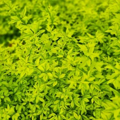 Primeljasmin Gold Touch - Goldgelbe Blüten im Frühjahr