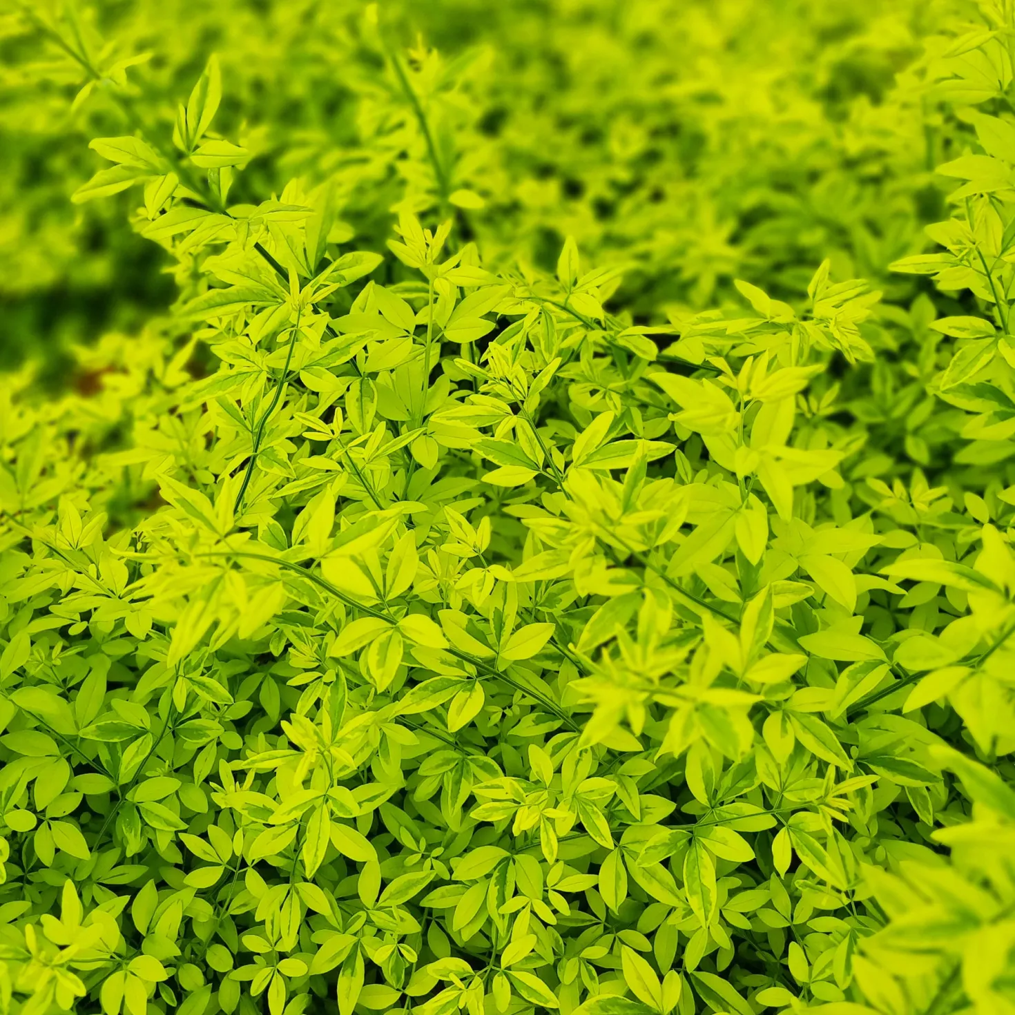 Primeljasmin Gold Touch - Goldgelbe Blüten im Frühjahr