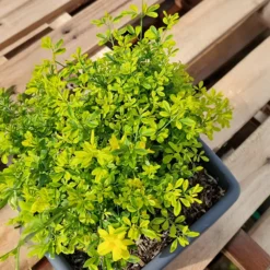 Primeljasmin Gold Touch - Goldgelbe Blüten im Frühjahr