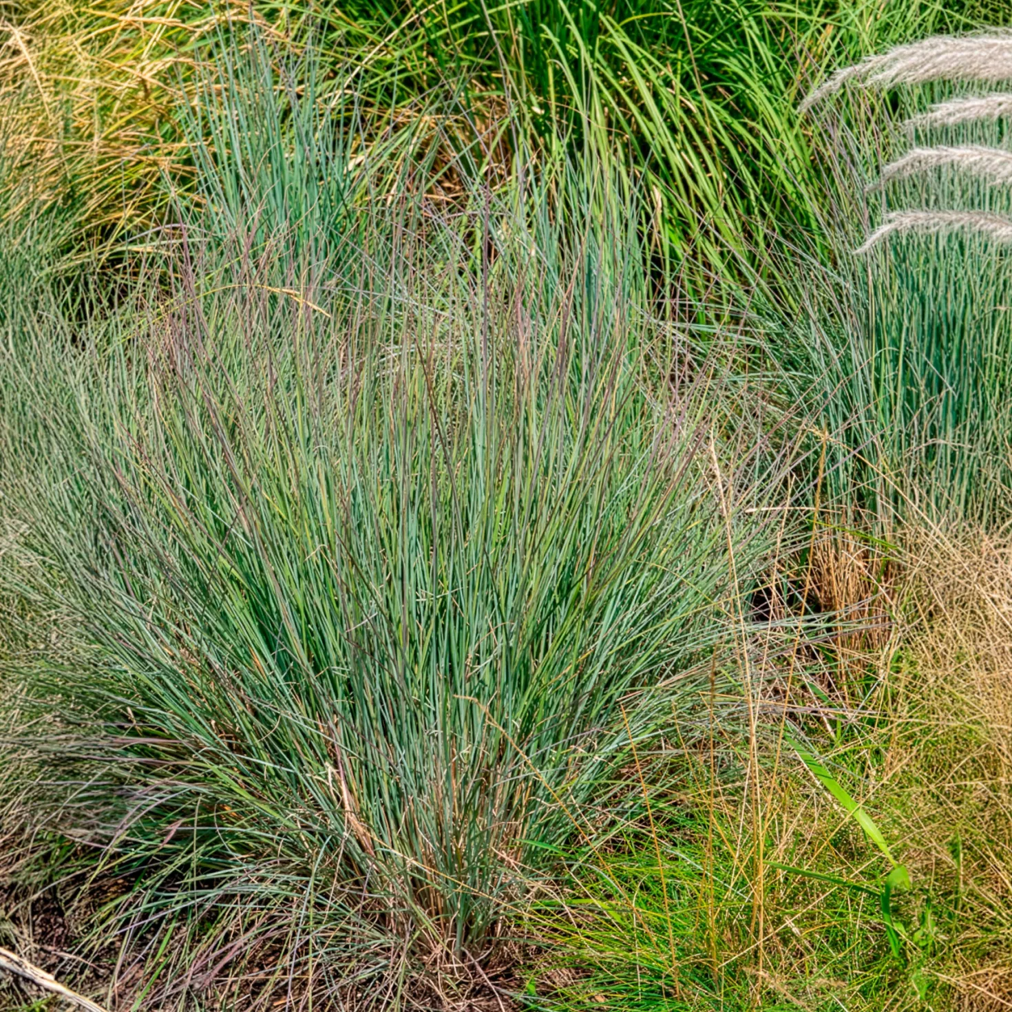 Präriegras (Schizachyrium) - Farbfeuerwerk im Herbst