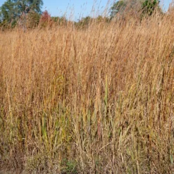 Präriegras Wildwest - Herbstfarben ganz ohne Mühe