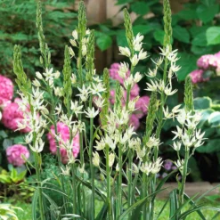 Prärielilie (x3) - Hohe Blüten, wenig Aufwand
