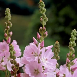 Prärie-Malve Elsie Heugh - Rosa Blüten den ganzen Sommer