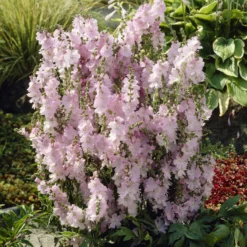 Prärie-Malve Elsie Heugh - Rosa Blüten den ganzen Sommer