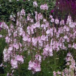 Prärie-Malve Elsie Heugh - Rosa Blüten den ganzen Sommer