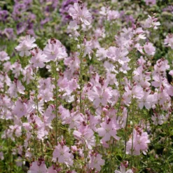Prärie-Malve Elsie Heugh - Rosa Blüten den ganzen Sommer