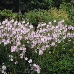 Prärie-Malve Elsie Heugh - Rosa Blüten den ganzen Sommer