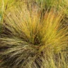 Prärie-Tropfengras - Duftgras mit Herbstglanz