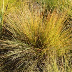 Prärie-Tropfengras - Duftgras mit Herbstglanz