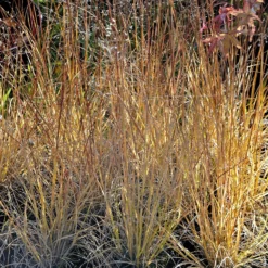 Prärie-Tropfengras - Duftgras mit Herbstglanz