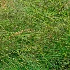 Prärie-Tropfengras - Duftgras mit Herbstglanz
