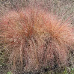 Prärie-Tropfengras - Duftgras mit Herbstglanz