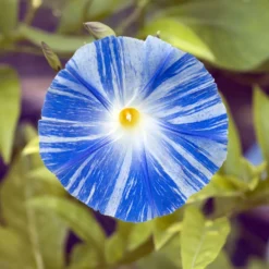 Prunkwinde Flying Saucer - Blaue Blüten im Sommer