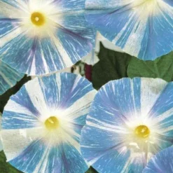 Prunkwinde Flying Saucer - Blaue Blüten im Sommer