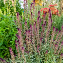 Purpurblühender Felberich - Dunkle Blüten, sofort Wow