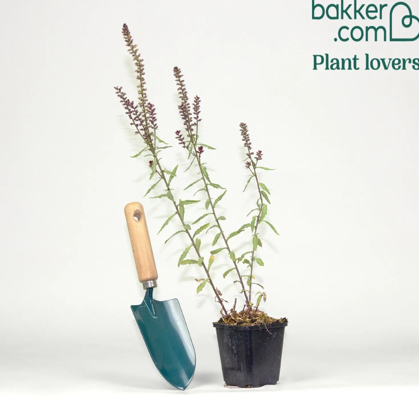 Purpurblühender Felberich - Dunkle Blüten, sofort Wow