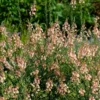 Purpurblütiges Leinkraut Peachy - Zarte Blüten den ganzen Sommer