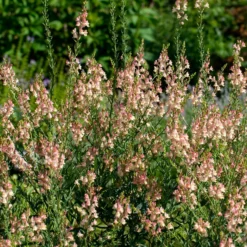 Purpurblütiges Leinkraut Peachy - Zarte Blüten den ganzen Sommer