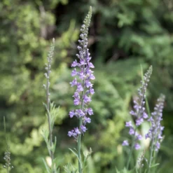 Purpurblütiges Leinkraut - Zarte Blütenkerzen den ganzen Sommer