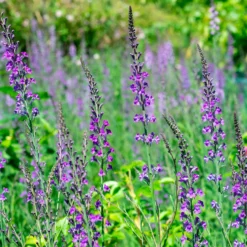 Purpurblütiges Leinkraut - Zarte Blütenkerzen den ganzen Sommer