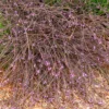 Purpurblättriges Eisenkraut Bampton - Zartes Violett, das schwebt