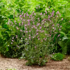 Purpurblättriges Eisenkraut Bampton - Zartes Violett, das schwebt