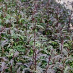 Purpurblättriges Eisenkraut Bampton - Zartes Violett, das schwebt