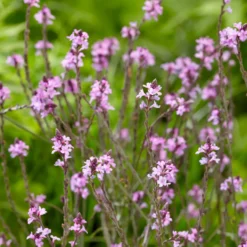 Purpurblättriges Eisenkraut Bampton - Zartes Violett, das schwebt