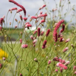 Purpurfarbener Hoher Wiesenknopf - Filigrane Höhe fürs Beet