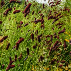 Purpurfarbener Hoher Wiesenknopf - Filigrane Höhe fürs Beet