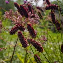 Purpurfarbener Hoher Wiesenknopf - Filigrane Höhe fürs Beet
