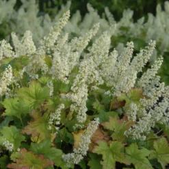 Purpurglöckchen Chantilly - Farbe für dunkle Ecken