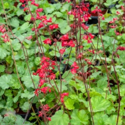 Purpurglöckchen ‘Leuchtkäfer’ - Rote Blüten, ganzjährig grün