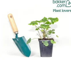 Purpurglöckchen ‘Leuchtkäfer’ - Rote Blüten, ganzjährig grün